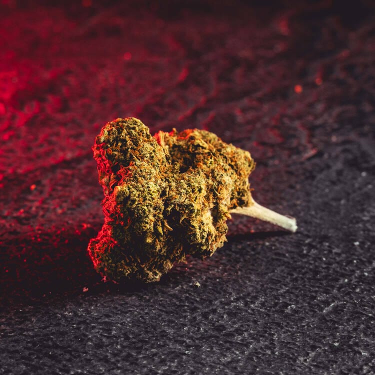 CBD цветя CBD продажба Прага Кратом Световнокачествени CBD цветя Ягодова кралица Ягодова кралица Чехия Детайли за цветето