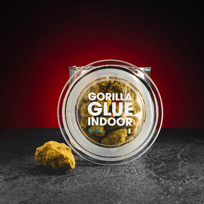 Качествено CBD лепило за вътрешни помещения Gorilla Glue Най-качественото CBD, което можете да получите Plzeňská 123 Kratom World